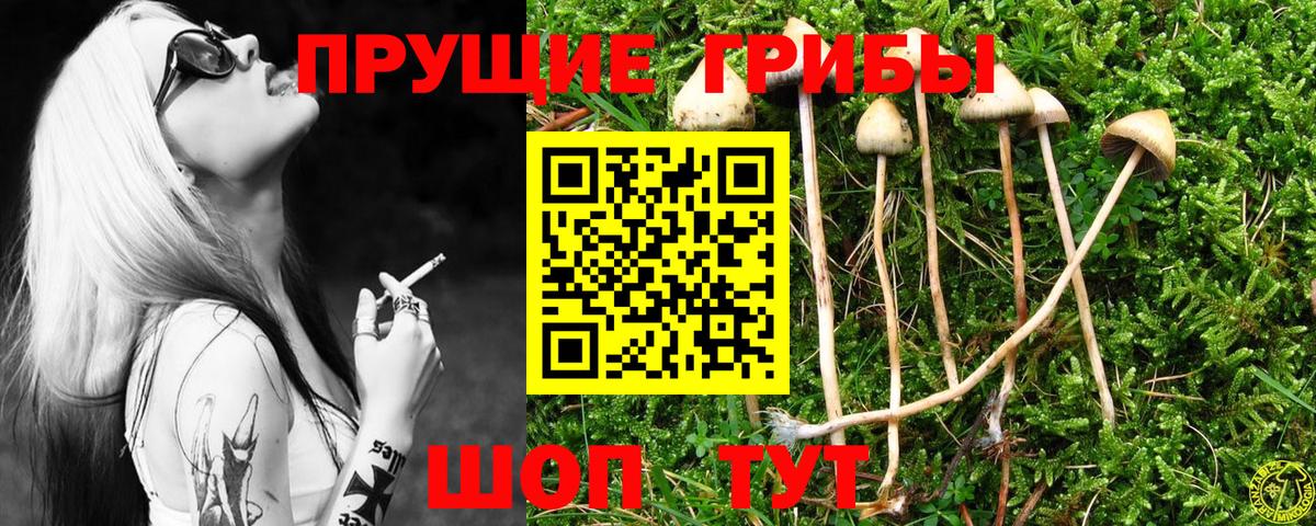 Галлюциногенные грибы GOLDEN TEACHER  Вход с VPN  Топки  Псилоцибиновые грибы Psilocybine cubensis 